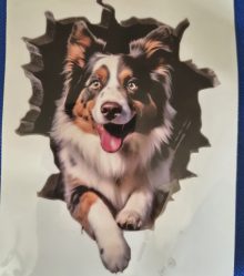 Bildekal Miniature australian shepherd