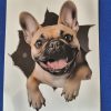 Bildekal Fransk bulldogg