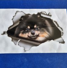 Bildekal Pomeranian