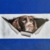Bildekal Engelsk springer spaniel