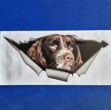 Bildekal Engelsk springer spaniel