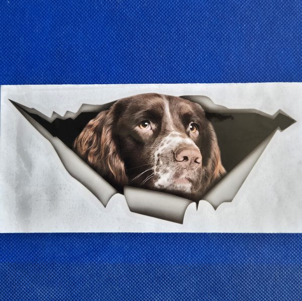 Bildekal Engelsk springer spaniel