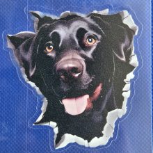 Bildekal Labrador 1