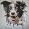 Bildekal Border collie 1