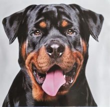 Bildekal Rottweiler