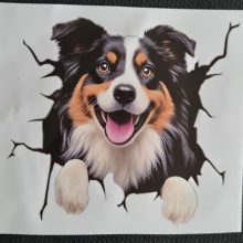 Bildekal Australian shepherd
