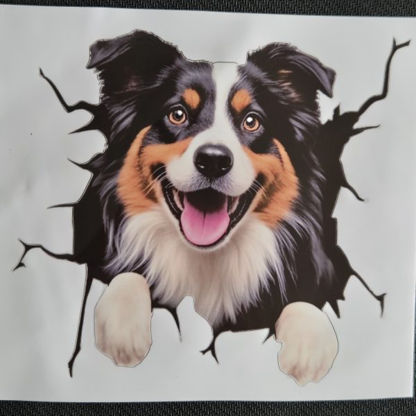 Bildekal Australian shepherd